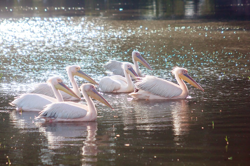 09a-Pelicans in Ziway Lake.jpg - Ziway Lake